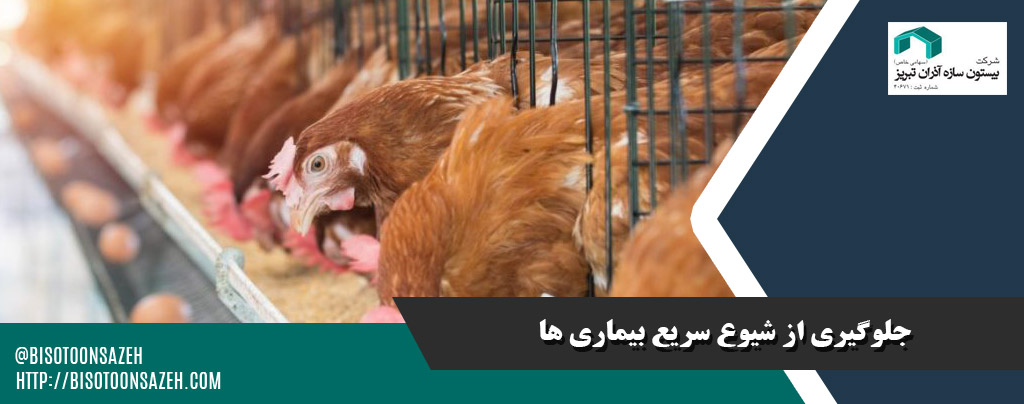 نکات بهداشتی و ضدعفونی در سولههای مرغداری